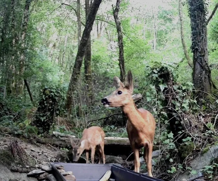 Chevreuils observés dans un sous-bois