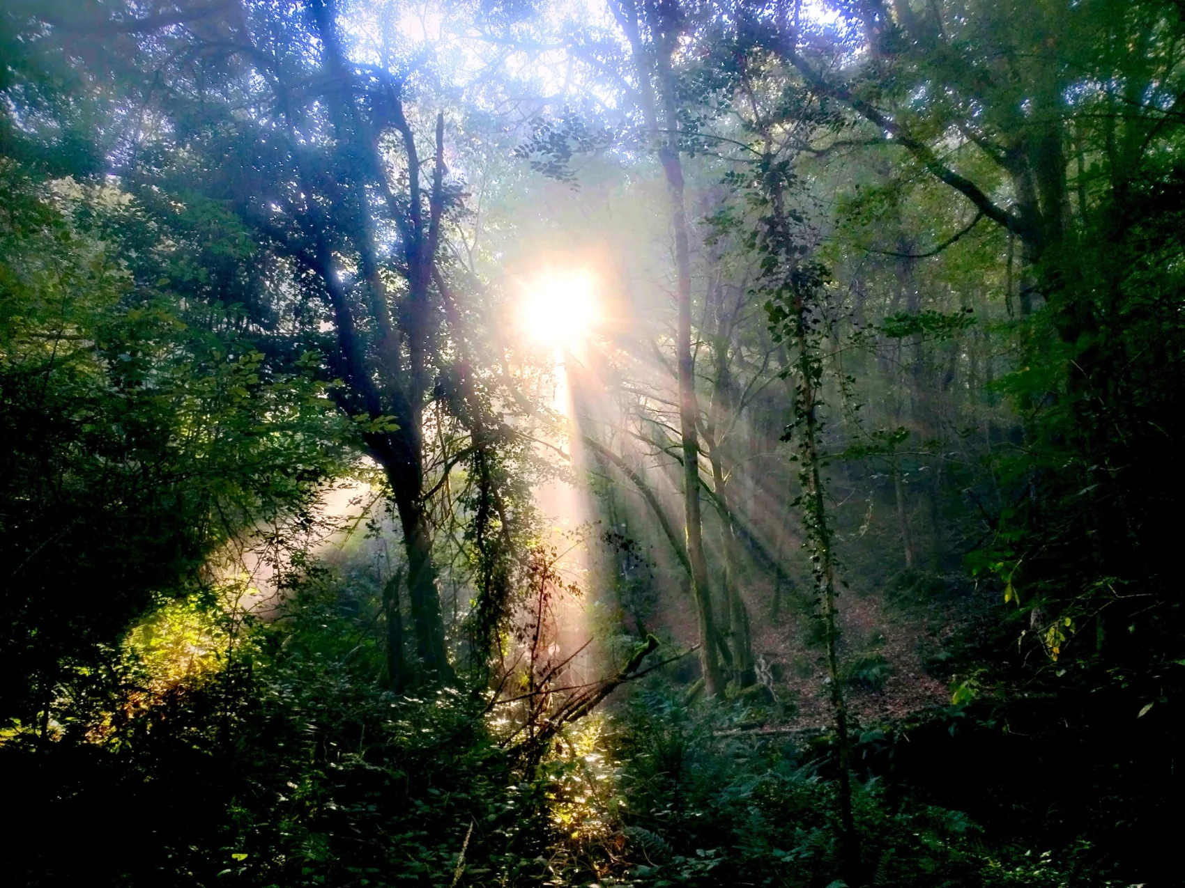 Rayons de soleil traversant une forêt, photographie de terrain