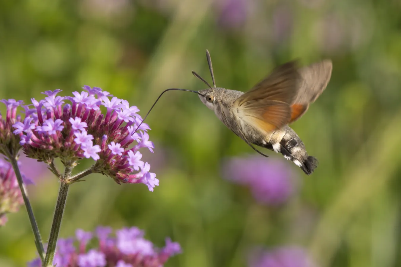 Moro-sphinx butinant une fleur