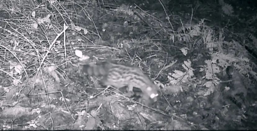Observation nocturne de faune sauvage
