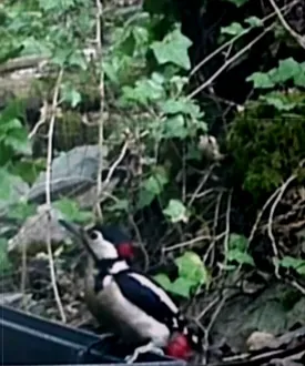 Oiseau photographié près d’un cours d’eau